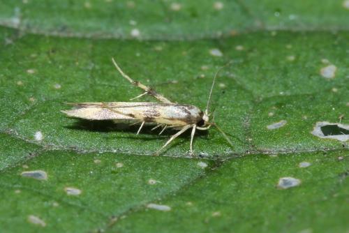 Stathmopoda pedella